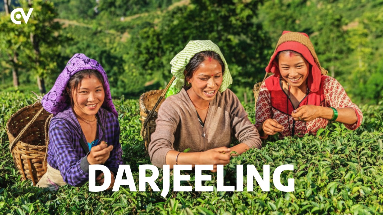 Darjeeling Brands Building Digital Empire: Here’s How