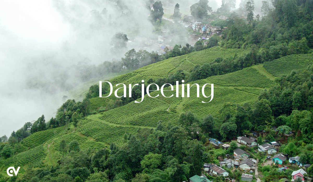 SEO Company in Darjeeling: Helping Local Brands Rank Higher