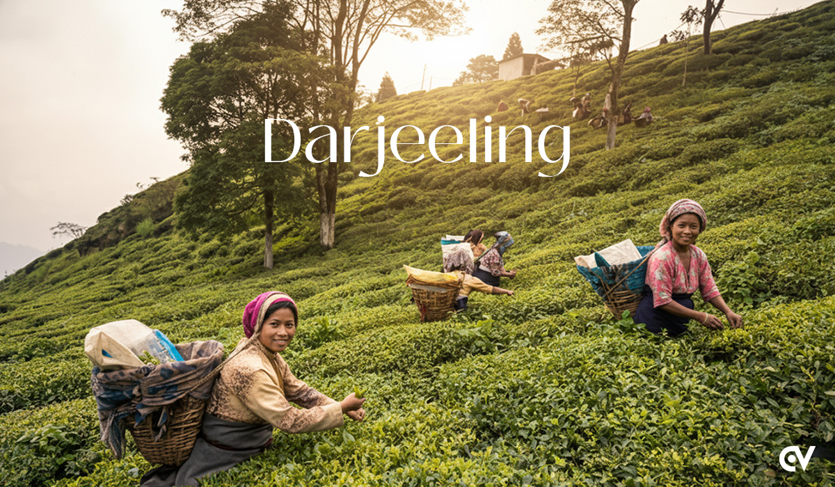 SEO Services in Darjeeling: Drive Local Growth Online